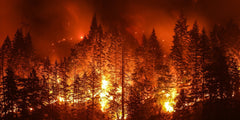 Important Fire Safety Facts for Forest Fire Prevention