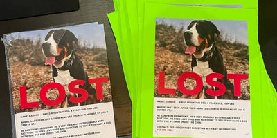 How To Find Your Lost Dog