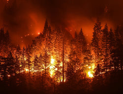 Important Fire Safety Facts for Forest Fire Prevention