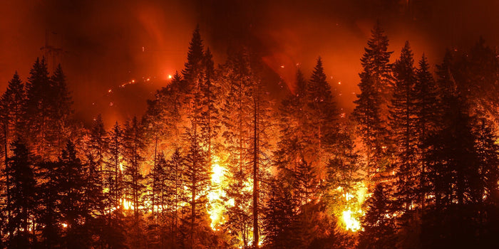 Important Fire Safety Facts for Forest Fire Prevention – Uncharted ...