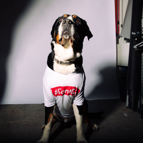The Hashtag: large dog wears white t-shirt with red #DontGo message, pet apparel