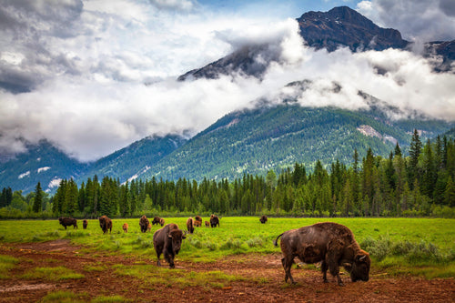 Bison Chili MRE by Essential Provisions: wild bison herd in a stunning mountain landscape with forests and clouds