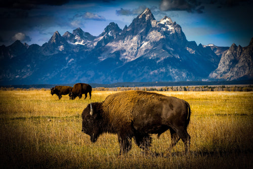 Essential Provisions Bison Stew MRE: wild bison in a golden field with snow-capped mountains, ready to eat survival food