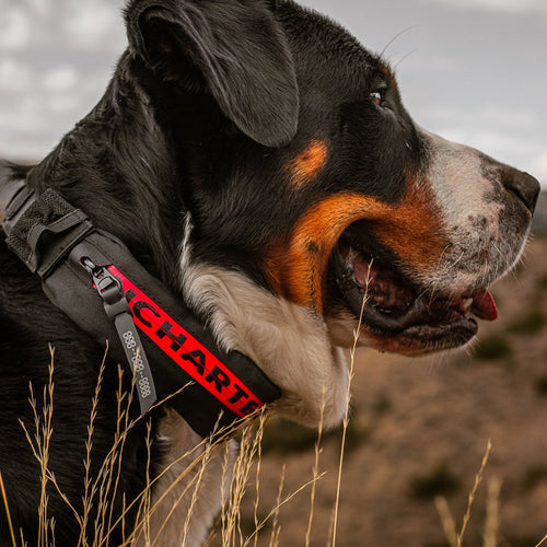 Large dog wearing our wolf pack dog collar in the mountains