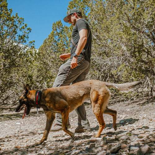 man and his dog walking in the forest, dog is wearing a wolf pack collar