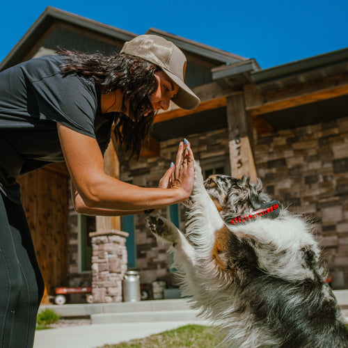 Person and dog interacting in front of a house, dog is wearing wolf pack collar