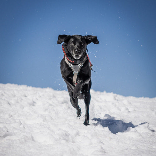 Black dog running on a snowy surface with a clear blue sky wearing a wolf pack collar